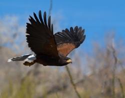 Harris Hawk in flight